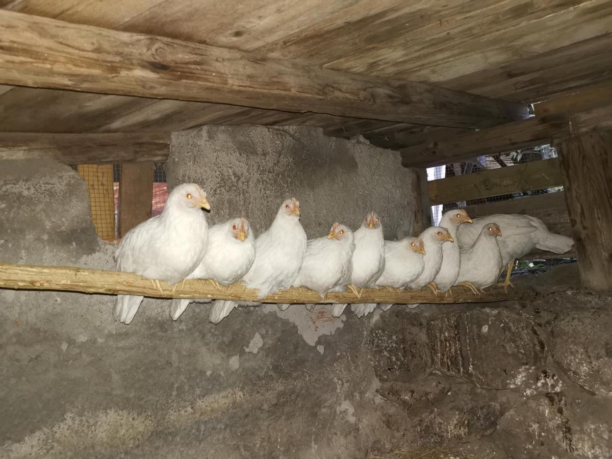 La Fattoria Dei Nonni Casa de hóspedes Paterno  Exterior foto